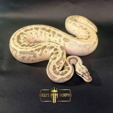 Preview of the first image of Super Pastel Leopard Fire 100% Double het Clown Pied.