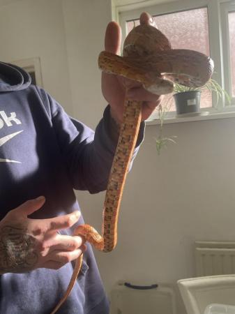 Image 1 of male corn snakes needing a good home