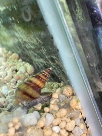 Image 4 of Assassin snails (Clea helena) for sale
