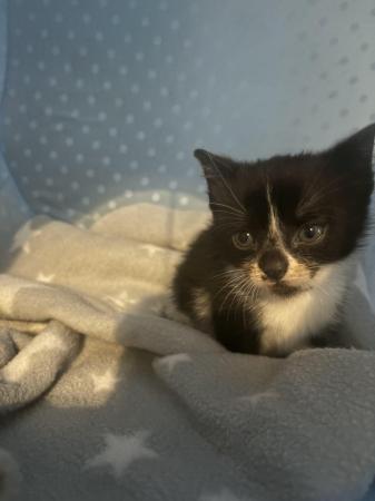 Image 4 of Beautiful domestic short haired kittens