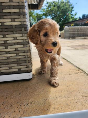 Image 23 of GORGEOUS COCKAPOO PUPPIES FOR SALE