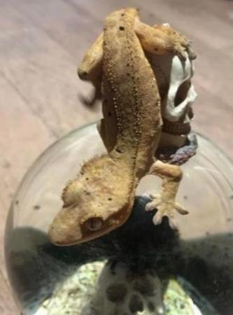 Image 3 of CB21 Yellow, Furred Crested Gecko- Uhtred