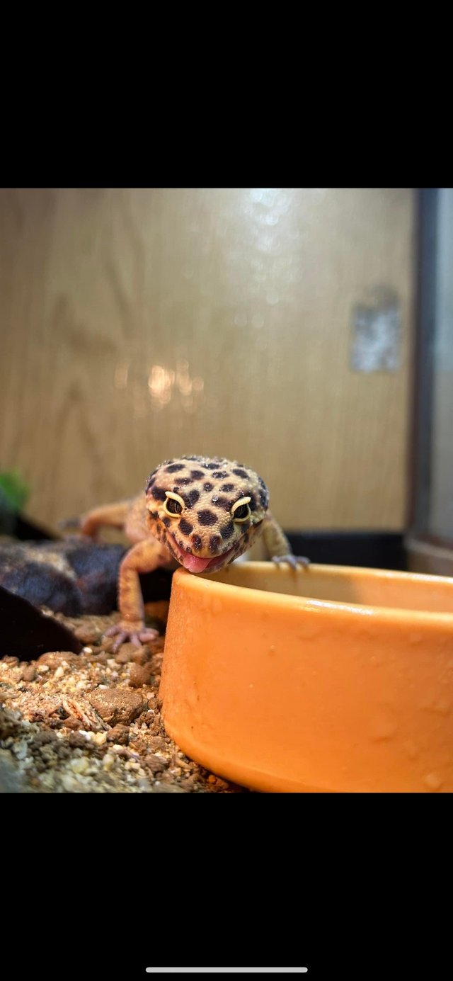 Preview of the first image of female leopard gecko with whole set up.