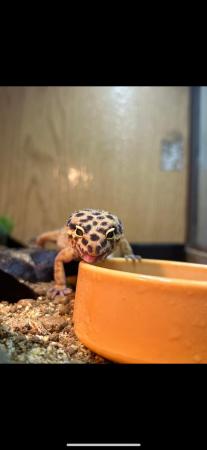Image 1 of female leopard gecko with whole set up