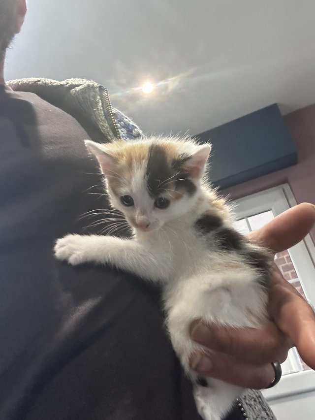 5 Gorgeous kittens, for sale in 1/2wks — Pets & Animals in Rayleigh