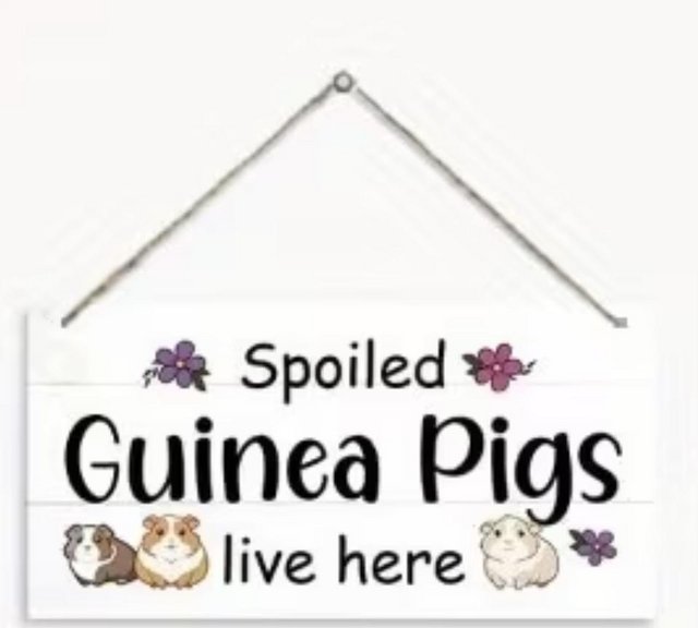 Guinea pig rehoming any ages — Pets & Animals in Chelmsford