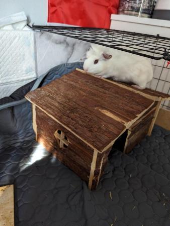 Image 6 of 3 female guinea pigs with full set up