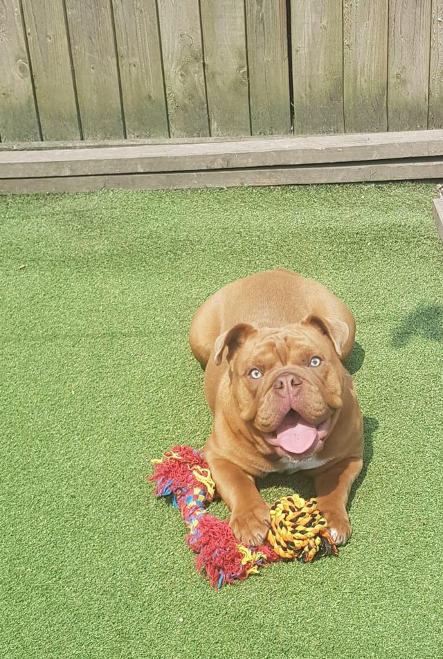 Preview of the first image of Beautiful full pedigree 7 month old Bully for sale.