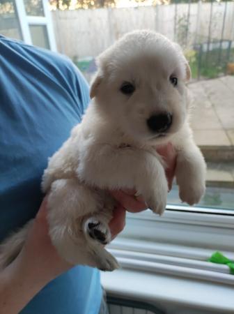Image 5 of KC White Swiss Shepherds *Four Girls Available*