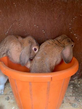 Image 4 of Male Dwarf Lop Rabbit for sale