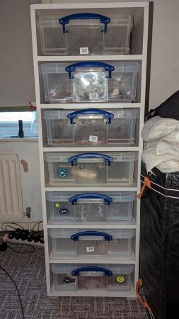 Image 5 of 7 x 33ltr rack with royals as pictured