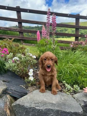 Image 10 of Adorable red labradoodle puppies
