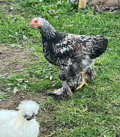 Image 2 of Young Silkie & Dark Brahma cocks for sale..