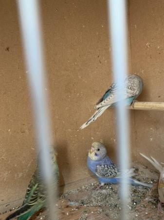 Image 7 of Baby budgies ready for new home