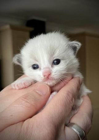 Image 6 of Ragdoll Kittens (GCCF REGISTERED AND FULLY HEALTH TESTED)
