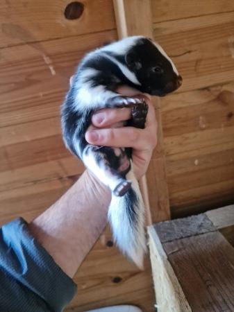 Image 1 of skunk kits black&white ready to reserve!