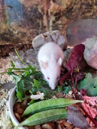 Image 1 of (A.R.R.C) Male and female rats ready for new homes now