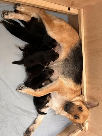 Image 5 of 7 gorgeous German shepherd puppies for sale.