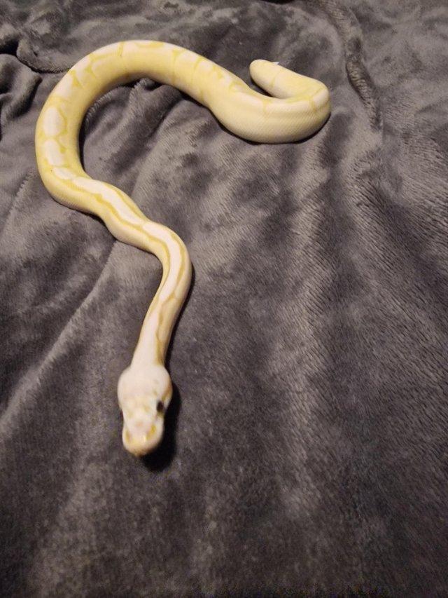 Preview of the first image of Banana Royal/Ball python for sale.