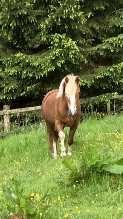 Image 1 of Quality 5yr old Welsh Section A mare 11.3hh approx