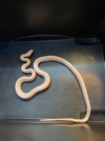 Image 3 of Snow tessera corn snake Male £75