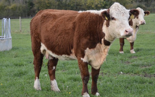 Preview of the first image of Pedigree Hereford quiet cow.