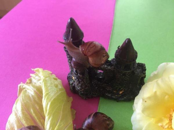 Image 4 of Giant African Land Snail Approx 5/6cm size shell