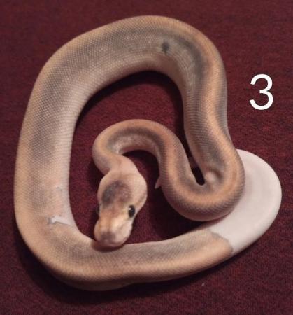 Image 5 of 3x Champagne cinnamon ball pythons.still available