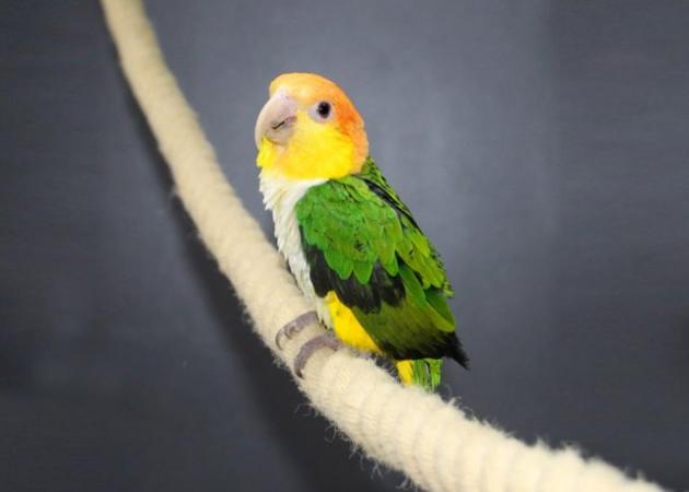 Image 5 of Baby Yellow Thigh Caique for sale,19