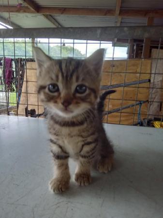 Image 2 of Beautiful mixed breed kittens (Ragdoll/Bengal/moggy X)