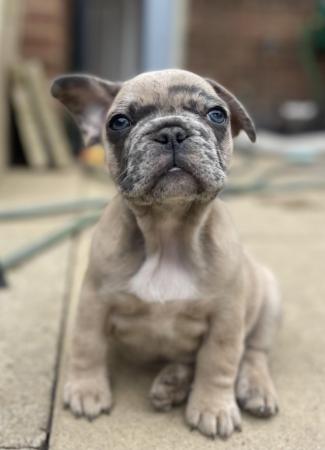 Image 2 of Beautiful FrenchbulldogXBostonterrier puppy