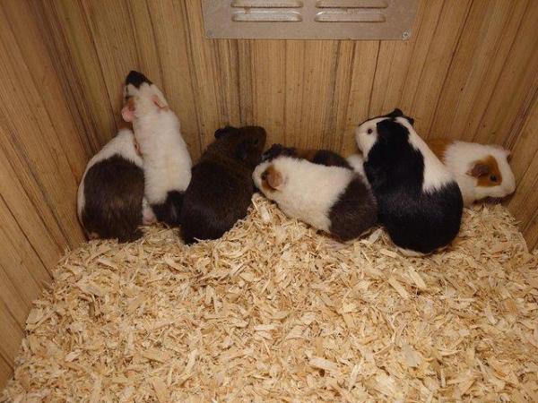 Image 2 of Guinea Pigs - Range of Colours, Sexes and Sizes!