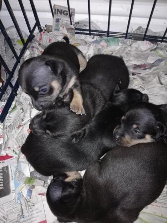 Image 1 of Quality miniature small type jack russell puppies