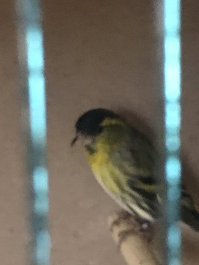 Preview of the first image of 2023 bred siskin cock bird.
