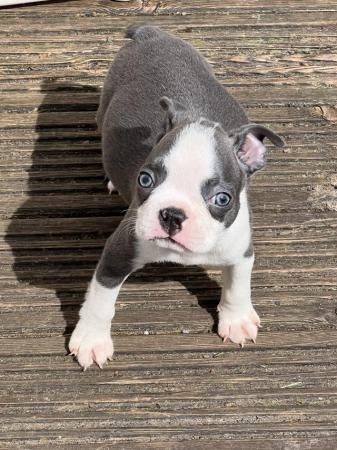 Image 7 of chunky rare colours full pedigree blue eyed Boston terriers