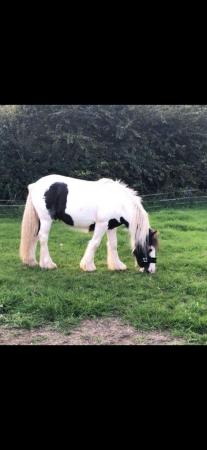 Image 1 of Cob 4 years old good pony full of love