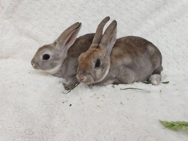 Image 11 of Pure breed mini rex rabbits