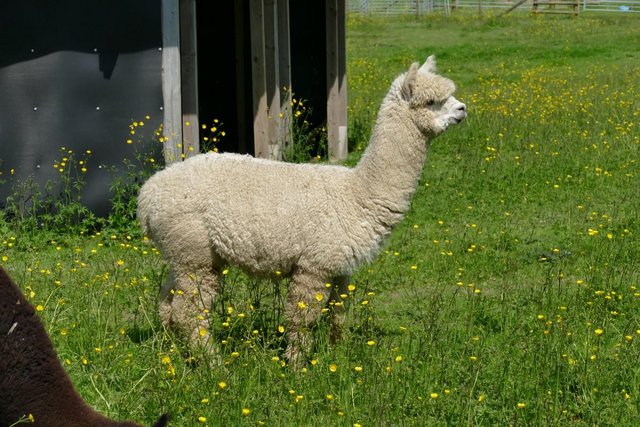 Image 10 of Alpacas - Group of Registered, friendly, young pets