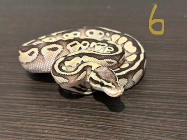 Image 9 of Hatchling Ball Python / Royal Python