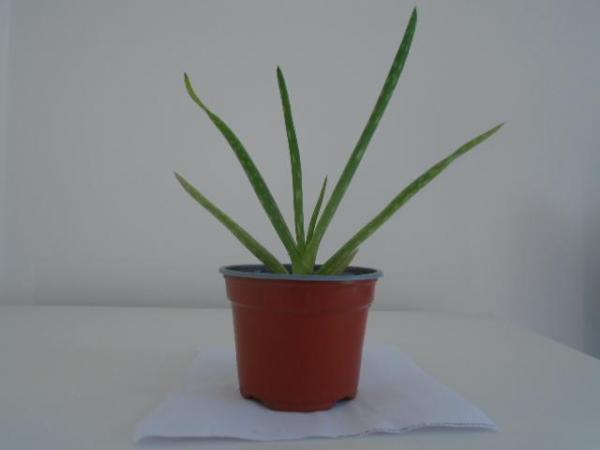 Image 3 of Aloe vera plants, buy one get one free