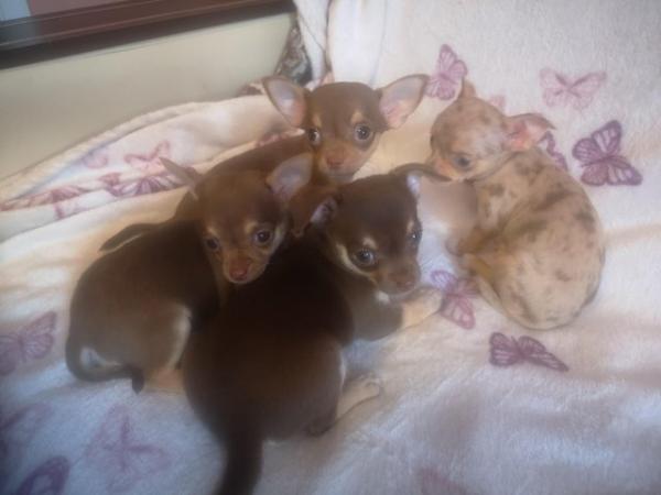 Image 5 of 4 adorable chihuahua puppies for sale