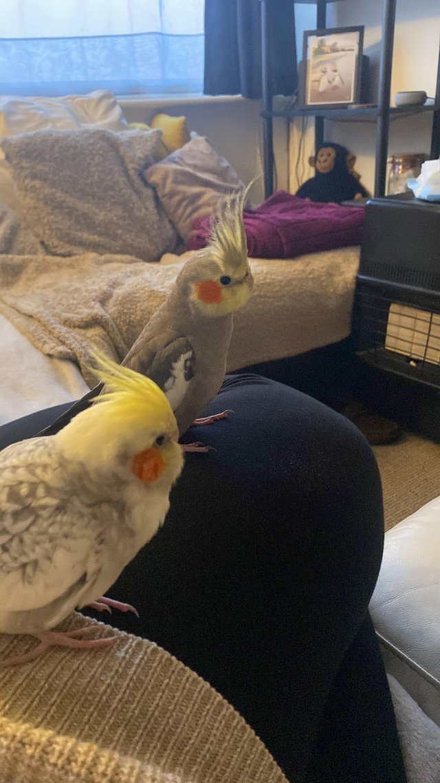Preview of the first image of 2 boy cockatiels approx 1 year old.