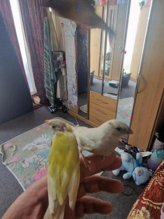 Image 2 of Super tame gouldian finch for sale