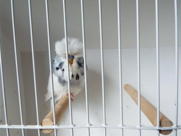 Image 3 of Budgerigars For Sale from Champion Exhibitor