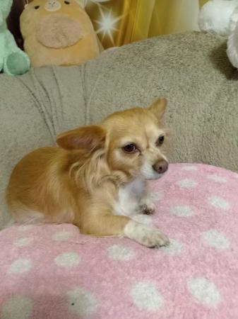 Image 8 of Chihuahua cross Maltese. Only 1 cutie girl left. West Yorksh