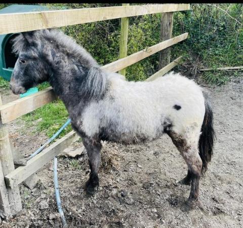 Image 1 of Miniature Registered British Spotted Pony Colt
