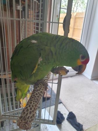 Image 5 of Amazon red lored parrot cookie