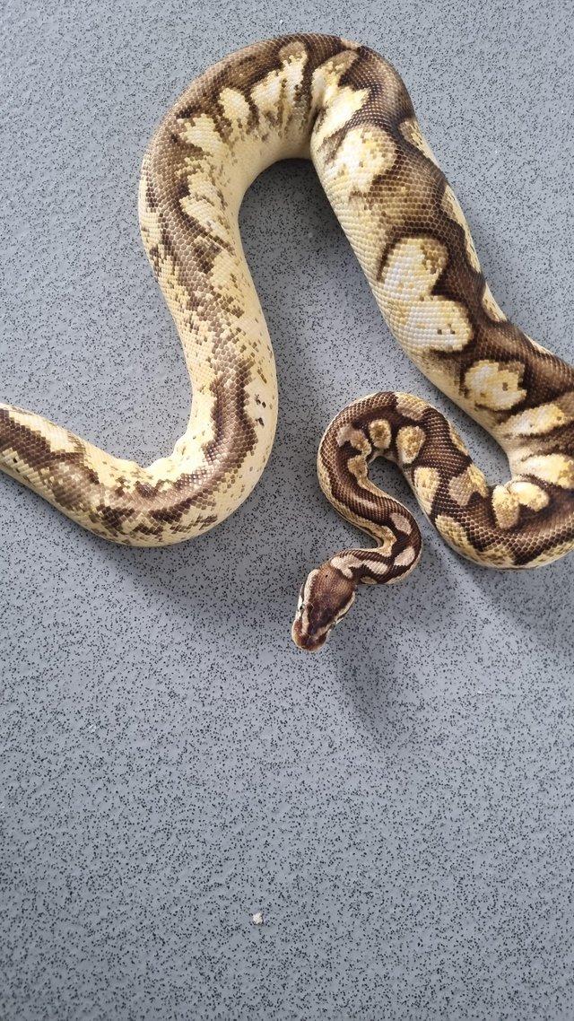 Preview of the first image of royal python ( super pastel, enchi, fire, calico).