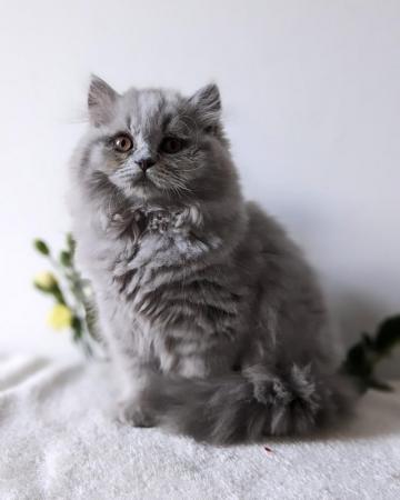 Image 1 of Gorgeous registered, British Longhair kittens ??