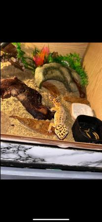 Image 5 of female leopard gecko with whole set up